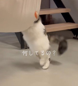 しっぽを踏んでよろける猫