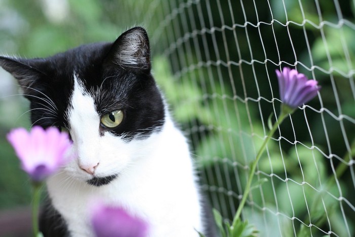 網と紫の花を見る猫