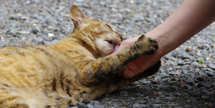 腕にしがみつく猫