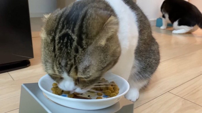 ごはんを食べる猫