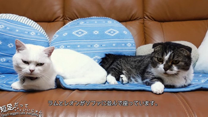 2匹の猫