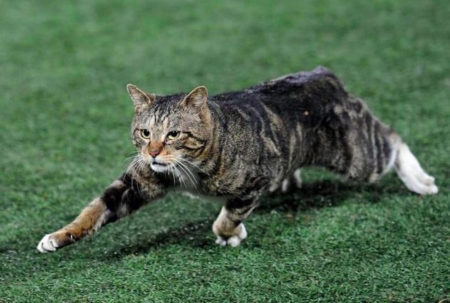 グラウンドに乱入した猫