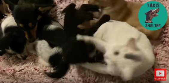 子犬につかみかかる猫