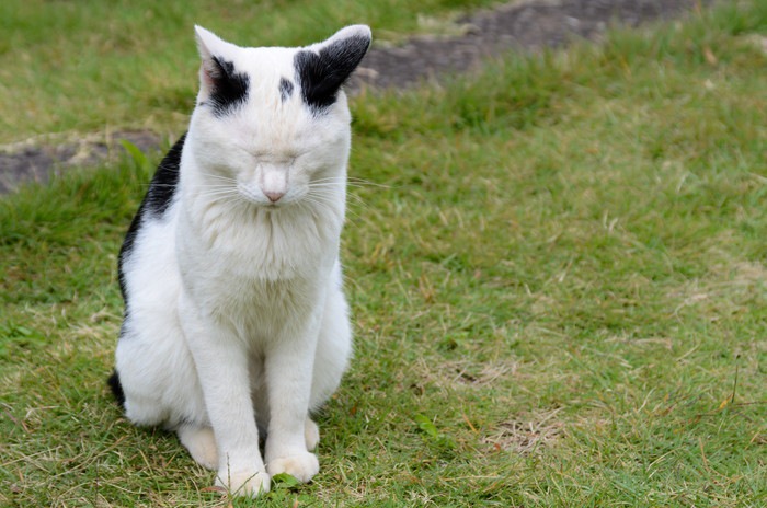 耳を後ろに向けるポーズをする猫