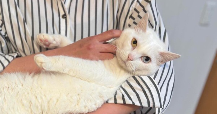 抱かれている猫