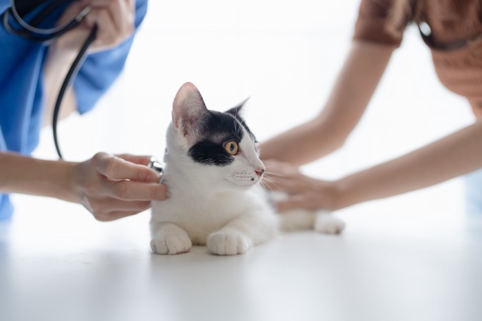 飼い主に支えられながら獣医師に聴診される猫