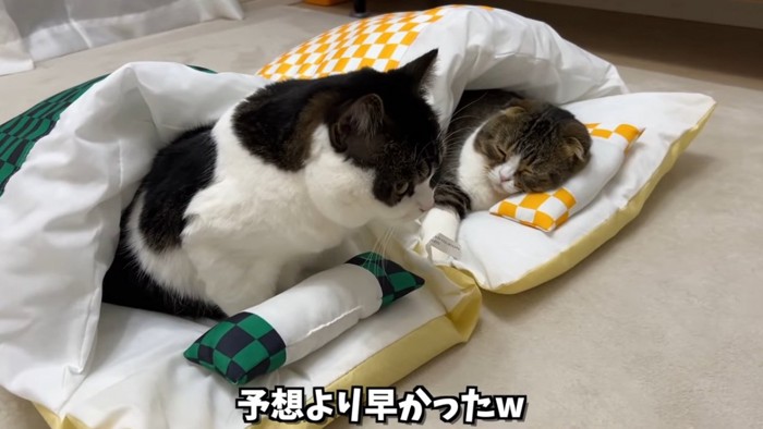 布団に入る2匹の猫