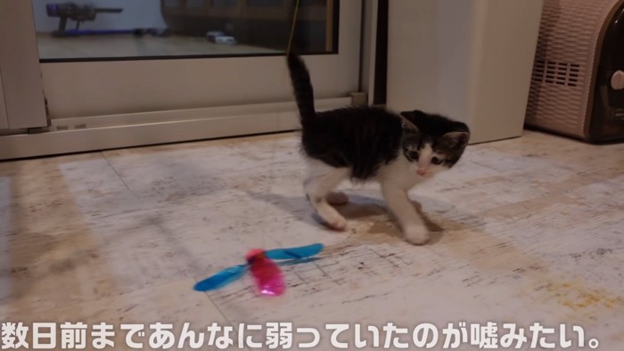 おもちゃで遊ぶ子猫