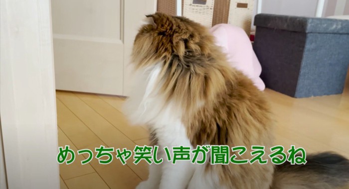 座って左側を見る猫