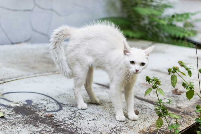 毛を逆立てる猫