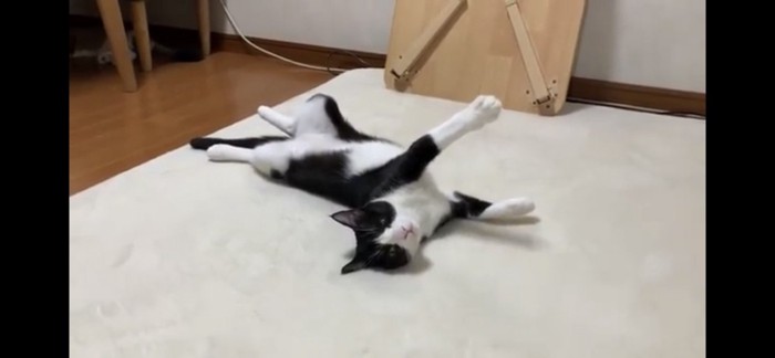 ごろんする猫