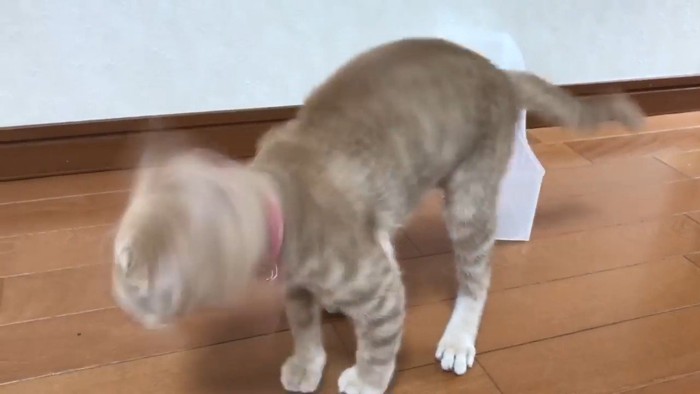からだを震わせる猫