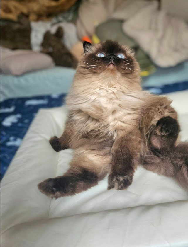 座っている猫