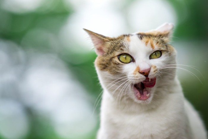 ご飯を食べて満足中の猫