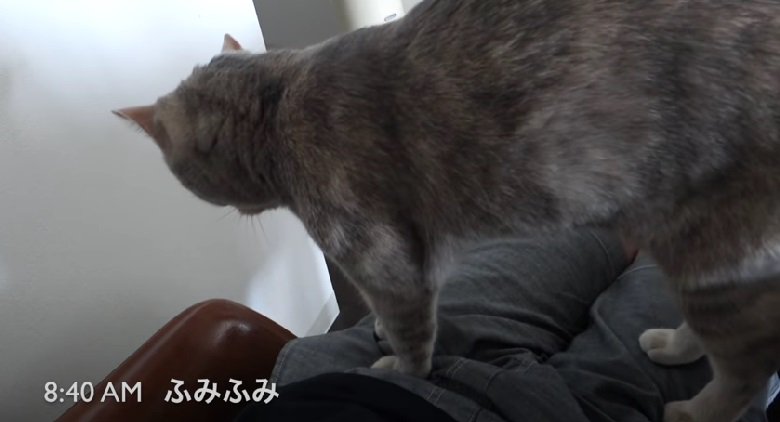 飼い主さんにふみふみする猫