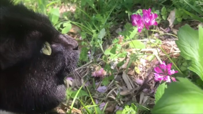 散歩中のピンクの花％%お花も楽しみながら…