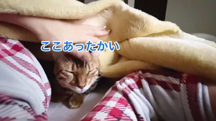 毛布の中にいる猫