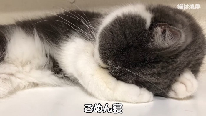 ごめん寝する猫