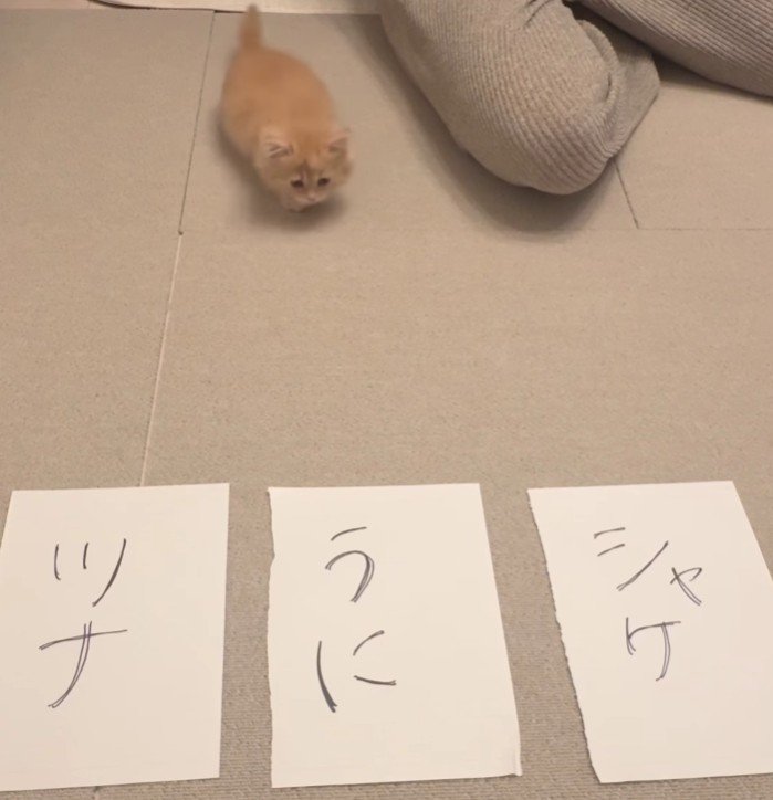3枚の紙と猫