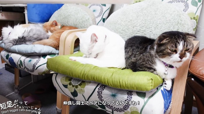 2つのイスに乗る4匹の猫