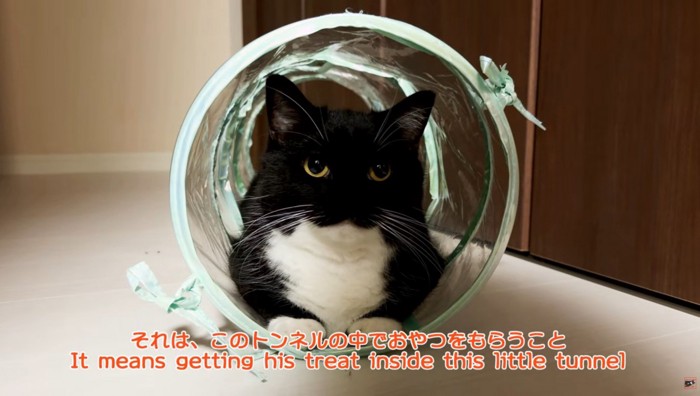 キャットトンネルに入っている猫