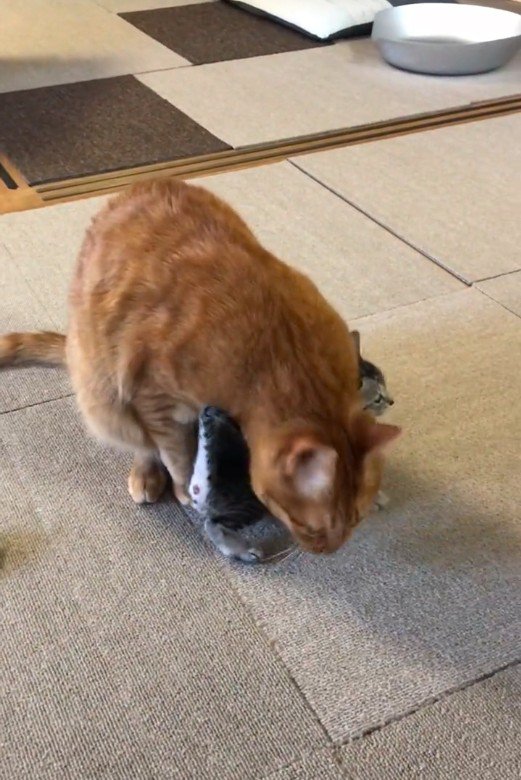 大人の猫の足元に入り込んでいる子猫