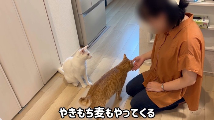 やきもち麦も