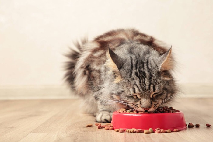 食べこぼす猫