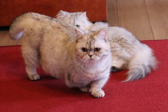 赤い敷物の上を歩くミヌエット