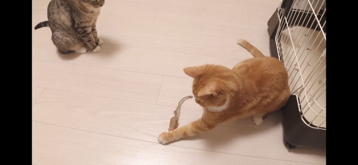 連続猫パンチ