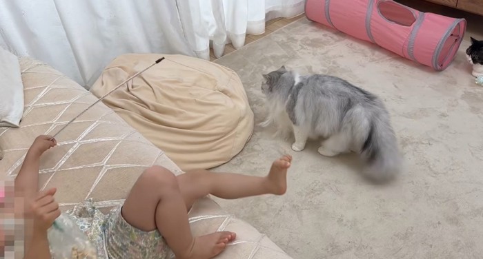 おもちゃで遊ぶ猫