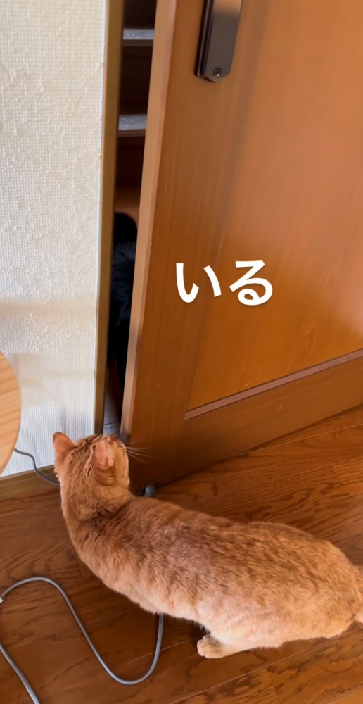 茶トラが開いた扉を確認中