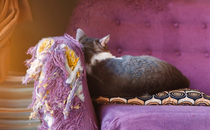 ソファの角を傷つけた猫