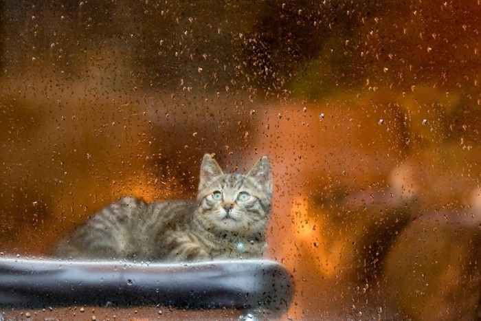 雨と猫