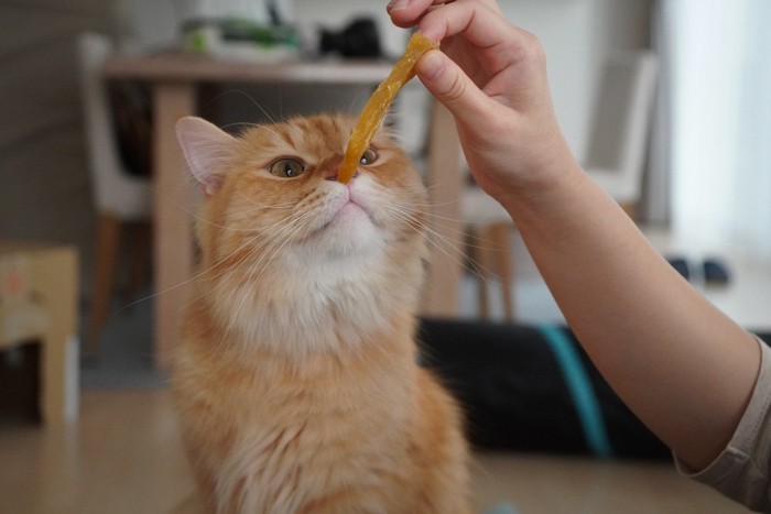 おやつがほしい猫