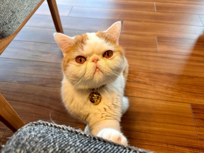 座る猫