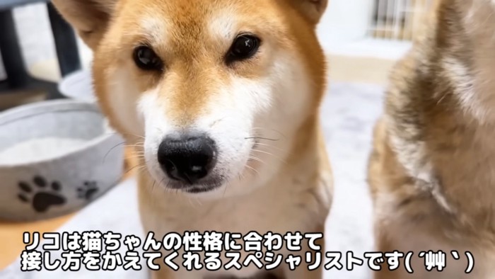 カメラを見る犬