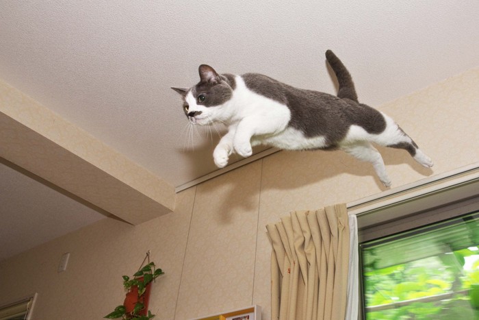 ジャンプ中の猫
