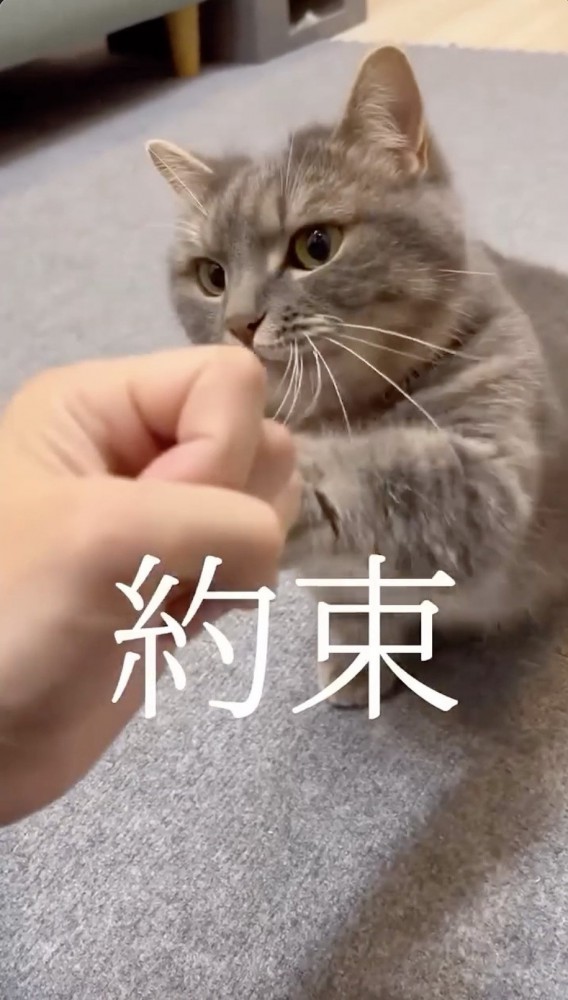 飼い主さんと約束をかわす猫