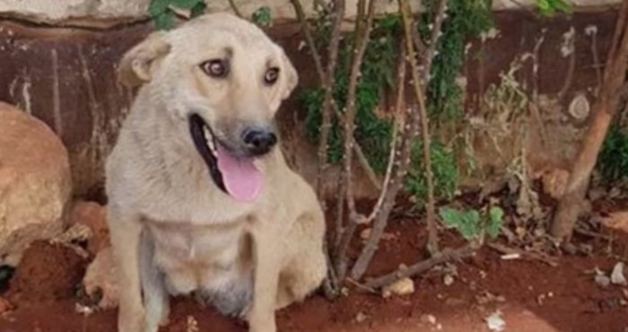 屋外に座る犬