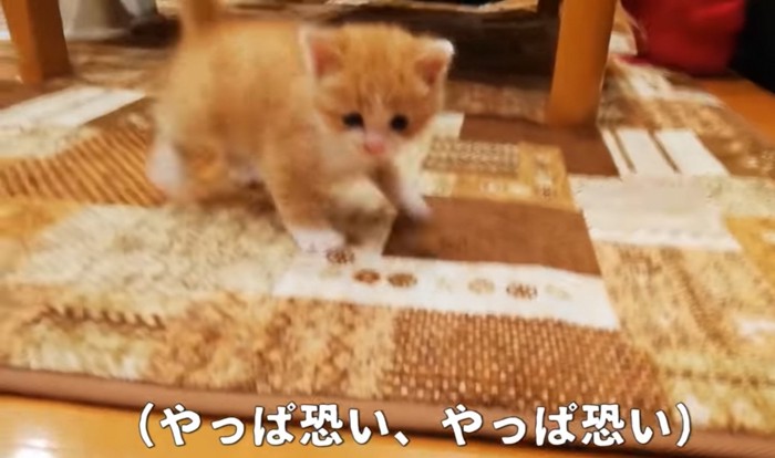 後退りする猫