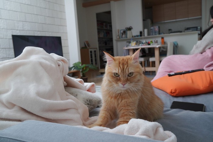 ふみふみする猫