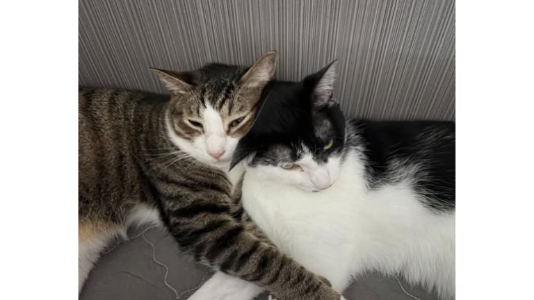 寝ている猫