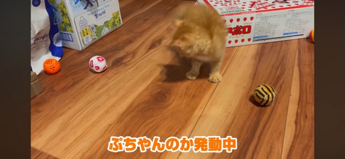 ボールを見る子猫