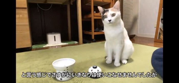 おすわりする猫