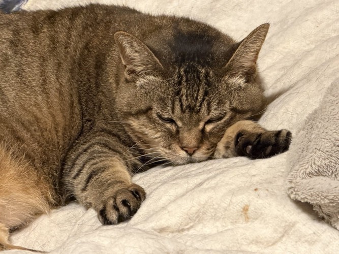 腹ばいで布団の上でくつろぐ猫