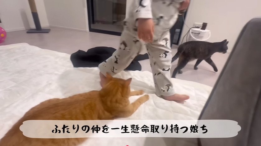 歩き出す子供と猫