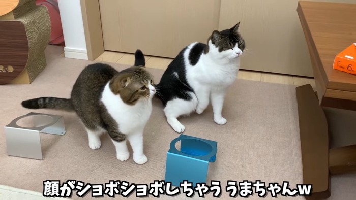 目を細める立ち耳猫