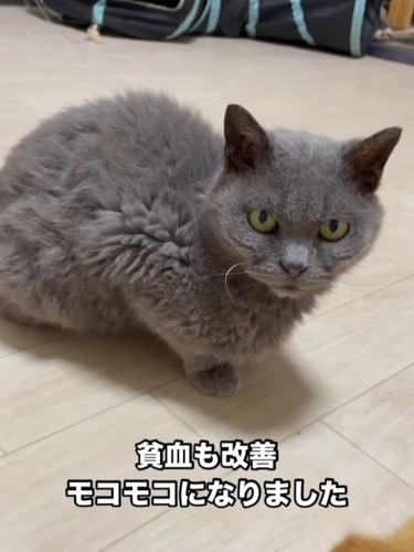 ふわふわの猫