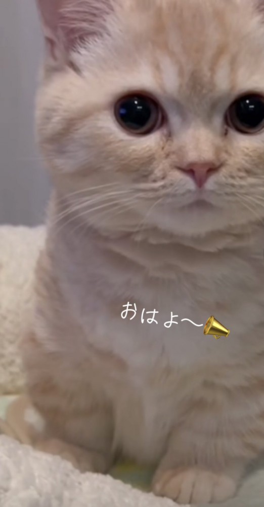 「おはよ～」のテロップ写真